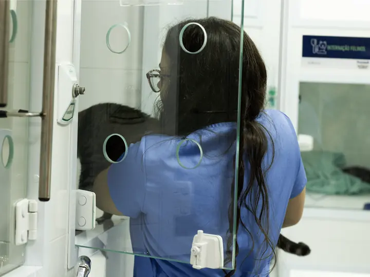 Médica veterinária cuidando de um gato na internação