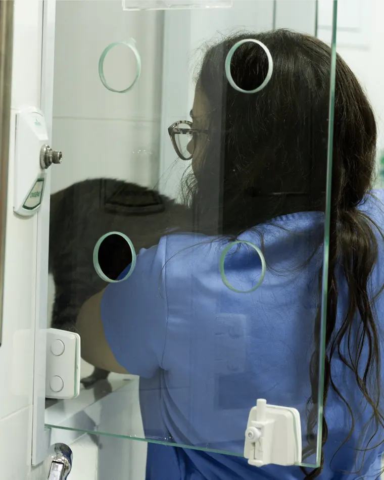 Médica veterinária cuidando de um gato na internação