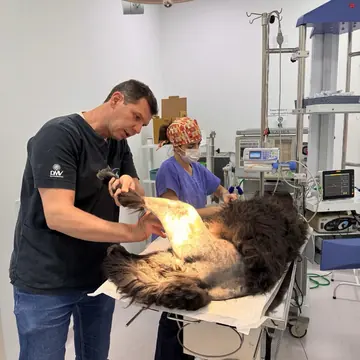 Cirurgião ortopedista com a equipe no centro cirúrgico